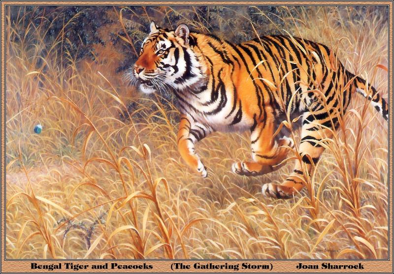[Animal Art] Bengal Tiger (Panthera tigris tigris){!--벵골호랑이--> running - painted by Joan Sharrock; DISPLAY FULL IMAGE.