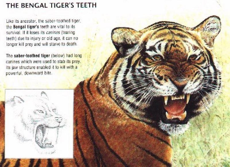 Bengal Tiger (Panthera tigris tigris){!--벵골호랑이--> fact sheet; DISPLAY FULL IMAGE.