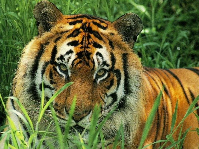 Bengal Tiger (Panthera tigris tigris){!--벵골호랑이-->; DISPLAY FULL IMAGE.