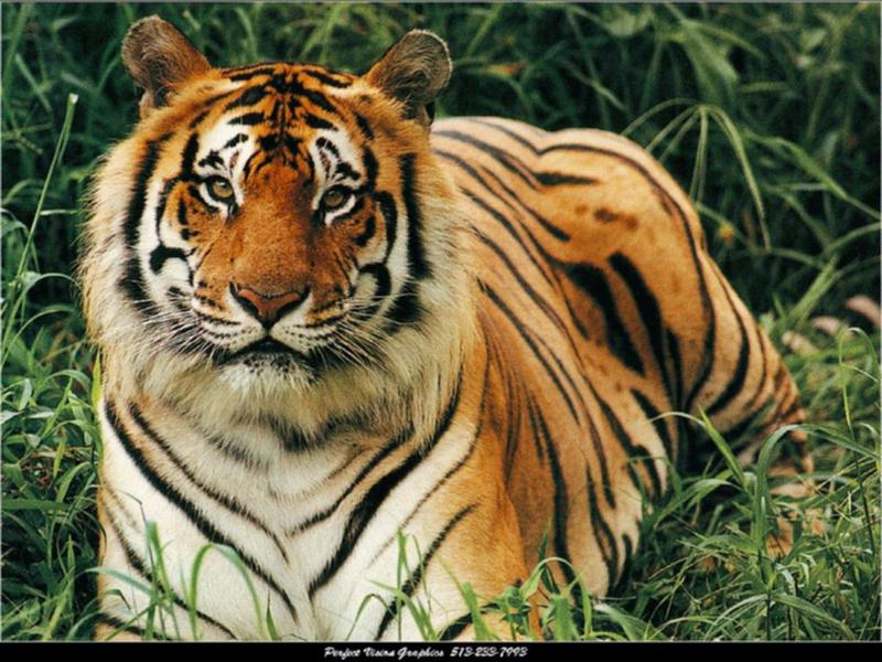Bengal Tiger (Panthera tigris tigris){!--벵골호랑이-->; DISPLAY FULL IMAGE.