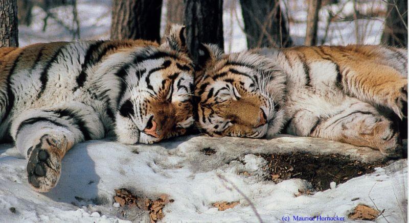 Siberian Tiger (Panthera tigris altaica){!--시베리아호랑이--> head to head sleeping in snow forest; DISPLAY FULL IMAGE.