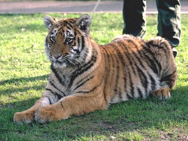 Siberian Tiger (Panthera tigris altaica){!--시베리아호랑이-->; DISPLAY FULL IMAGE.