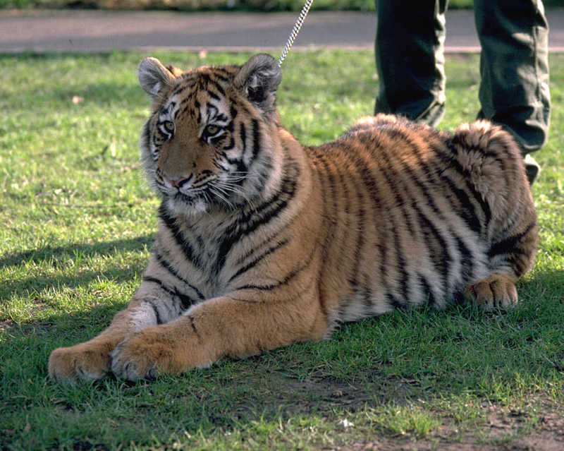 Siberian Tiger (Panthera tigris altaica){!--시베리아호랑이-->; DISPLAY FULL IMAGE.