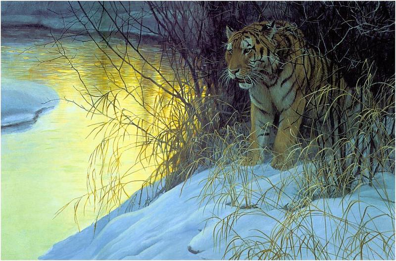 [Animal Art] Siberian Tiger (Panthera tigris altaica){!--시베리아호랑이--> by Robert Bateman; DISPLAY FULL IMAGE.