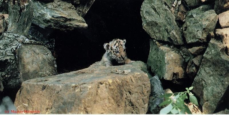 Siberian Tiger (Panthera tigris altaica){!--시베리아호랑이--> cub; DISPLAY FULL IMAGE.
