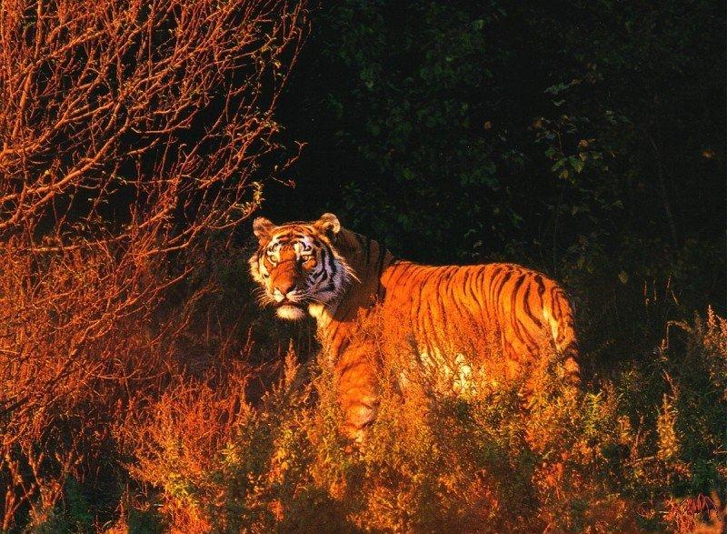 Siberian Tiger (Panthera tigris altaica){!--시베리아호랑이--> in bush; DISPLAY FULL IMAGE.