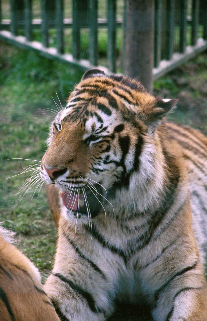 Siberian Tiger (Panthera tigris altaica){!--시베리아호랑이--> male at Paradise Wildlife Park; DISPLAY FULL IMAGE.
