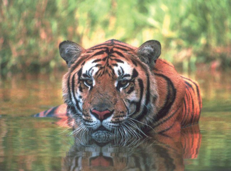 Bengal Tiger (Panthera tigris tigris){!--벵골호랑이--> face, in water; DISPLAY FULL IMAGE.