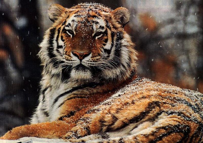 Siberian Tiger (Panthera tigris altaica){!--시베리아호랑이--> sitting in snow; DISPLAY FULL IMAGE.