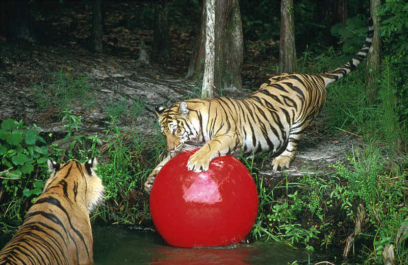 Siberian Tiger (Panthera tigris altaica){!--시베리아호랑이--> ball-playing tigers; DISPLAY FULL IMAGE.