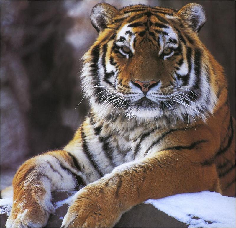 Siberian Tiger (Panthera tigris altaica){!--시베리아호랑이--> portrait; DISPLAY FULL IMAGE.