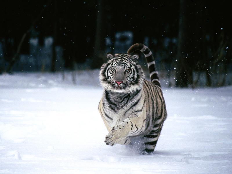 Siberian Tiger (Panthera tigris altaica){!--시베리아호랑이--> running in snow; DISPLAY FULL IMAGE.