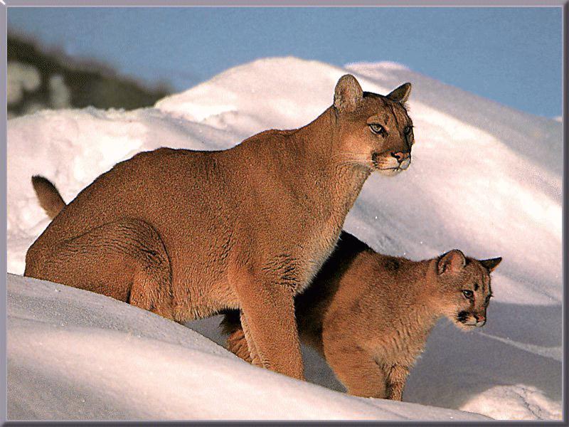Cougar (Puma concolor){!--퓨마/쿠거--> pair on snow; DISPLAY FULL IMAGE.