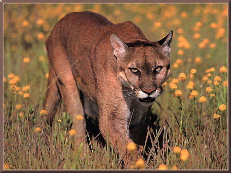 Cougar (Puma concolor){!--퓨마/쿠거--> pacing on wild flower field; DISPLAY FULL IMAGE.