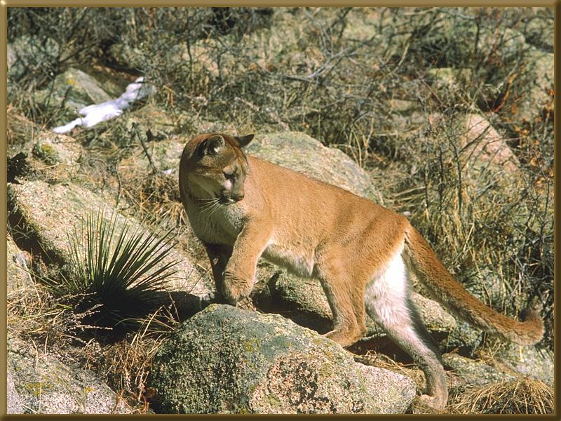 Cougar (Puma concolor){!--퓨마/쿠거--> looking back; DISPLAY FULL IMAGE.
