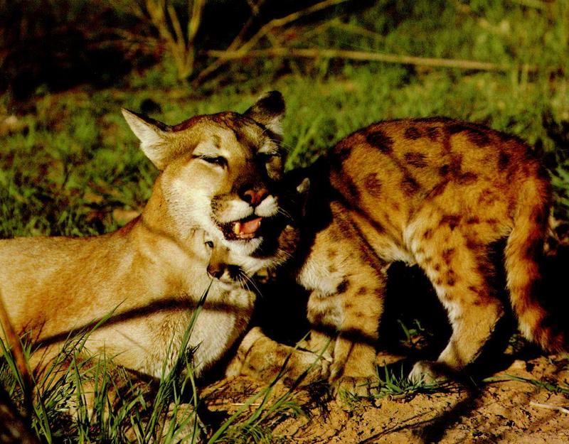 Cougar (Puma concolor){!--퓨마/쿠거--> mother and cub; DISPLAY FULL IMAGE.