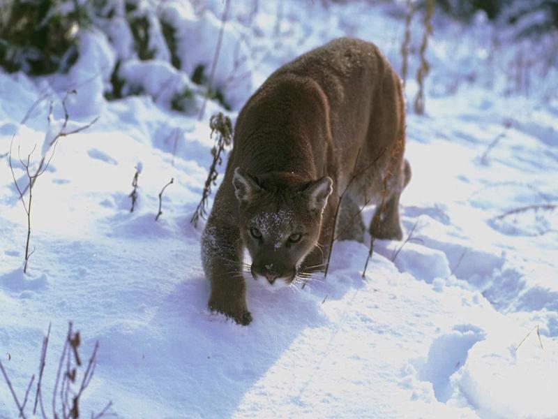 Cougar (Puma concolor){!--퓨마/쿠거--> pacing on snow; DISPLAY FULL IMAGE.