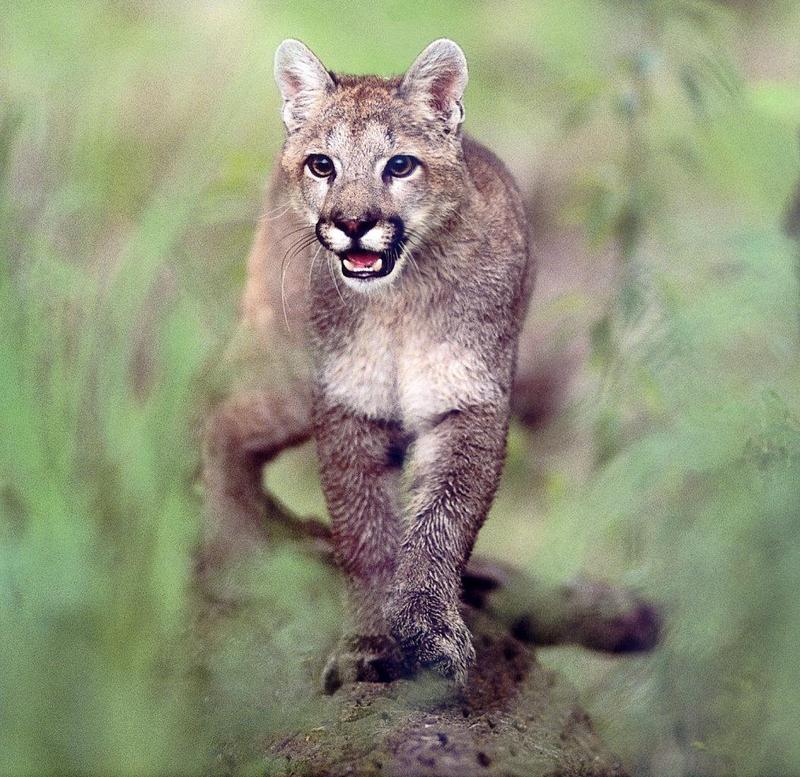 Cougar (Puma concolor){!--퓨마/쿠거--> pacing portrait; DISPLAY FULL IMAGE.