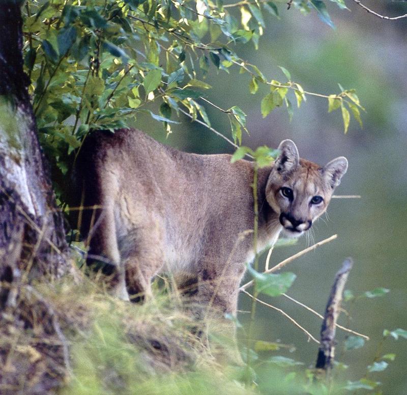 Cougar (Puma concolor){!--퓨마/쿠거--> looking back on cliff; DISPLAY FULL IMAGE.