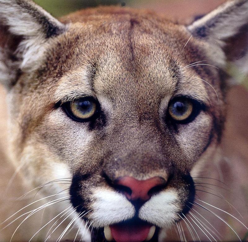 Cougar (Puma concolor){!--퓨마/쿠거--> face; DISPLAY FULL IMAGE.
