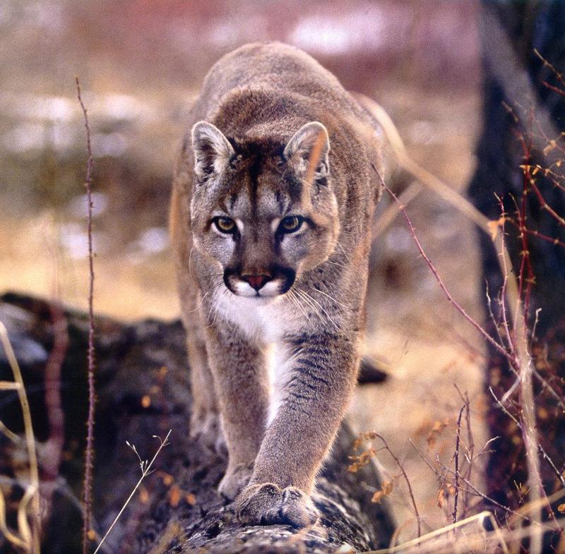 Cougar (Puma concolor){!--퓨마/쿠거--> pacing on log; DISPLAY FULL IMAGE.