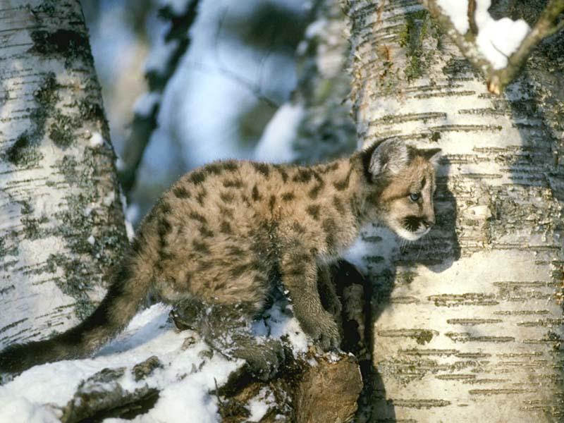 Cougar (Puma concolor){!--퓨마/쿠거--> young cub; DISPLAY FULL IMAGE.
