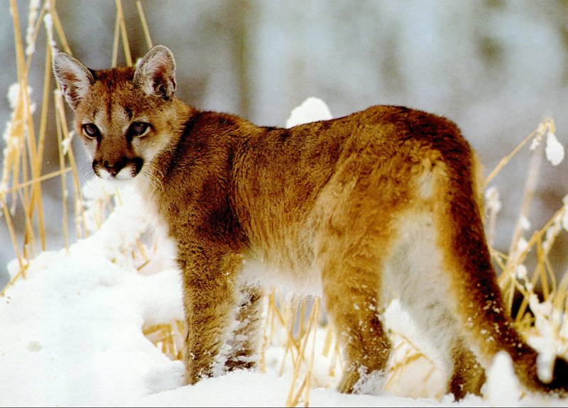 Cougar (Puma concolor){!--퓨마/쿠거--> cub on snow; DISPLAY FULL IMAGE.