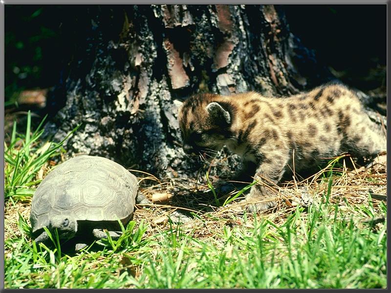 Cougar (Puma concolor){!--퓨마/쿠거--> kit and wood turtle; DISPLAY FULL IMAGE.