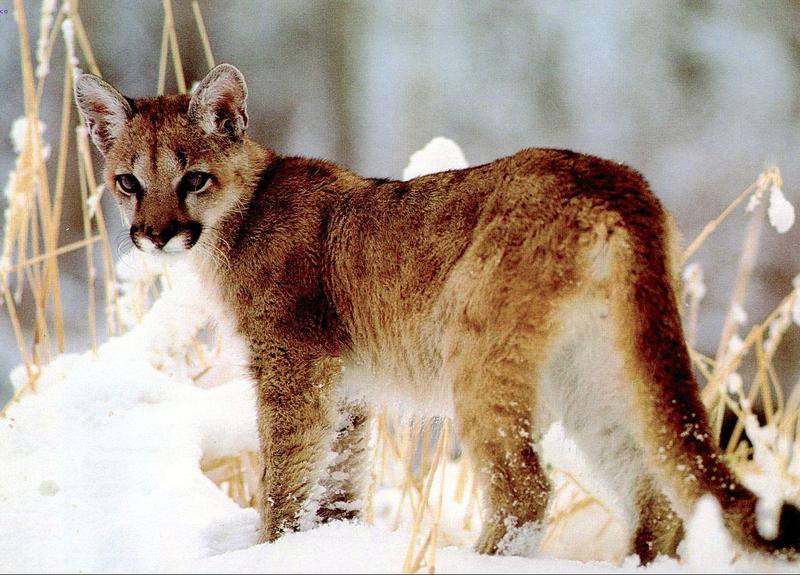 Cougar (Puma concolor){!--퓨마/쿠거--> juvenile on snow; DISPLAY FULL IMAGE.
