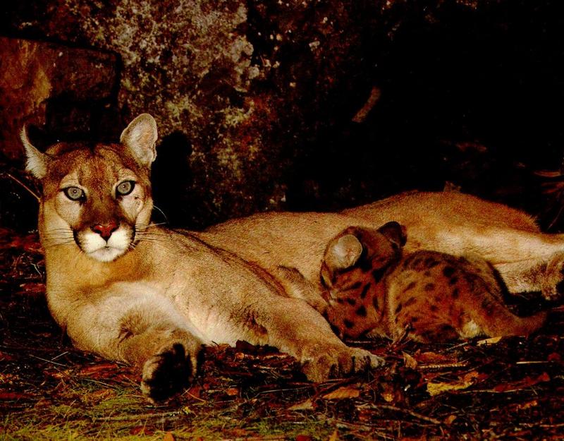 Cougar (Puma concolor){!--퓨마/쿠거--> mother and nursing kit; DISPLAY FULL IMAGE.
