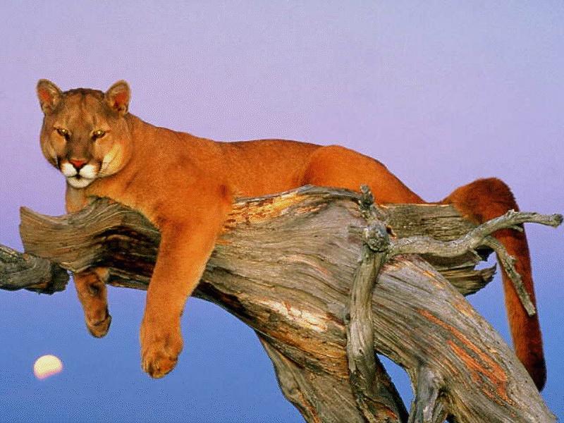 Cougar (Puma concolor){!--퓨마/쿠거--> on log; DISPLAY FULL IMAGE.