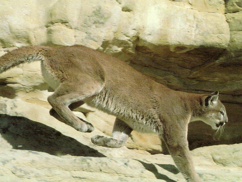 Cougar (Puma concolor){!--퓨마/쿠거--> running; DISPLAY FULL IMAGE.