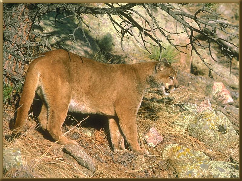 Cougar (Puma concolor){!--퓨마/쿠거--> on slope; DISPLAY FULL IMAGE.