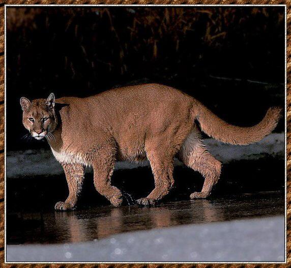 Haringen Schrijft een rapport Verplicht Cougar (Puma concolor){!--퓨마/쿠거--> pacing on ice