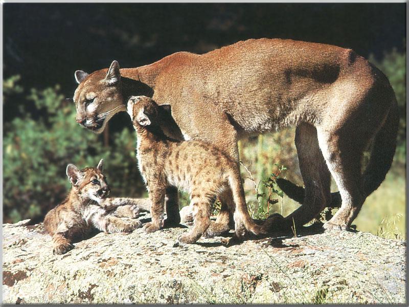 Cougar (Puma concolor){!--퓨마/쿠거--> mother and two kits; DISPLAY FULL IMAGE.