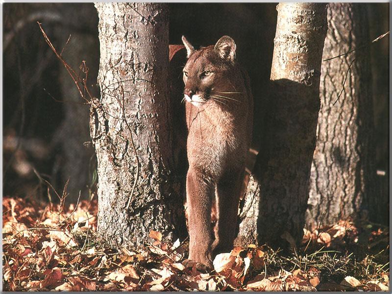 Cougar (Puma concolor){!--퓨마/쿠거--> stalking in trees; DISPLAY FULL IMAGE.
