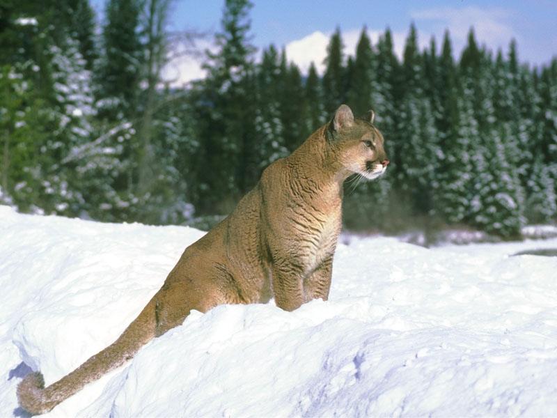 Cougar (Puma concolor){!--퓨마/쿠거--> on snow; DISPLAY FULL IMAGE.