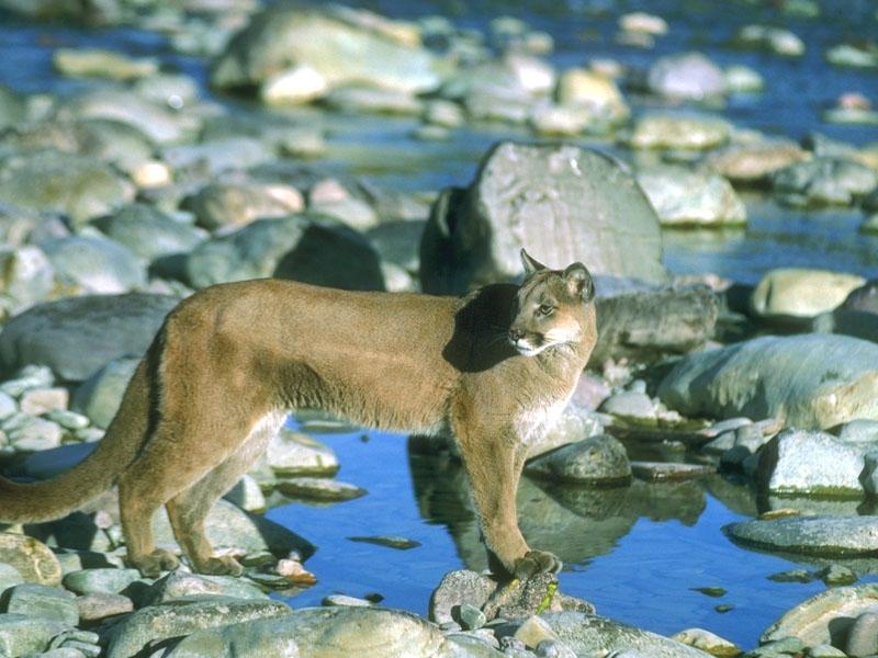 Cougar (Puma concolor){!--퓨마/쿠거--> in stream; DISPLAY FULL IMAGE.