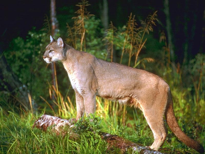 Cougar (Puma concolor){!--퓨마/쿠거--> standing in forest; DISPLAY FULL IMAGE.
