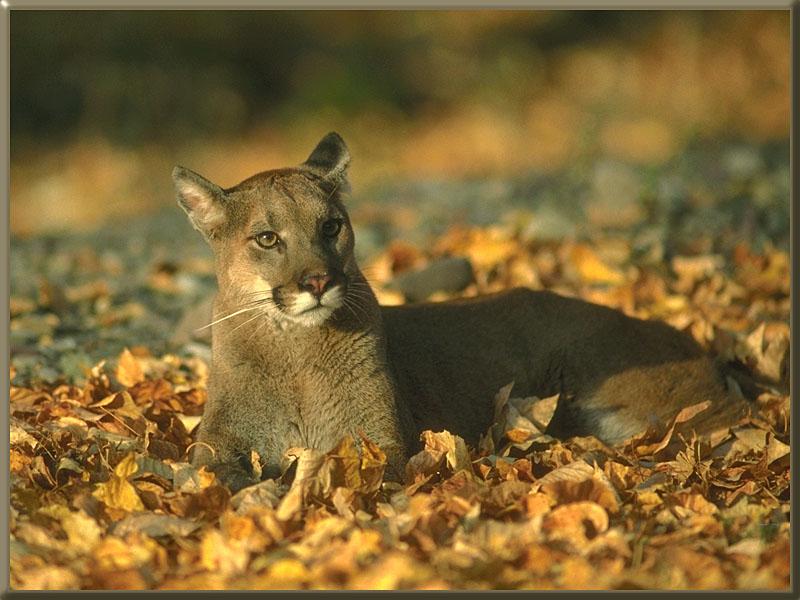 Cougar (Puma concolor){!--퓨마/쿠거--> on leaves; DISPLAY FULL IMAGE.