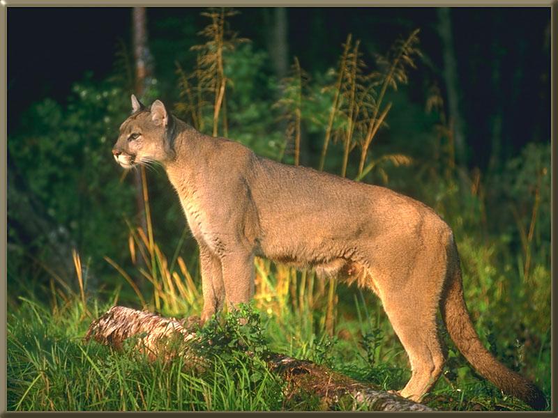 Cougar (Puma concolor){!--퓨마/쿠거--> standing in forest; DISPLAY FULL IMAGE.