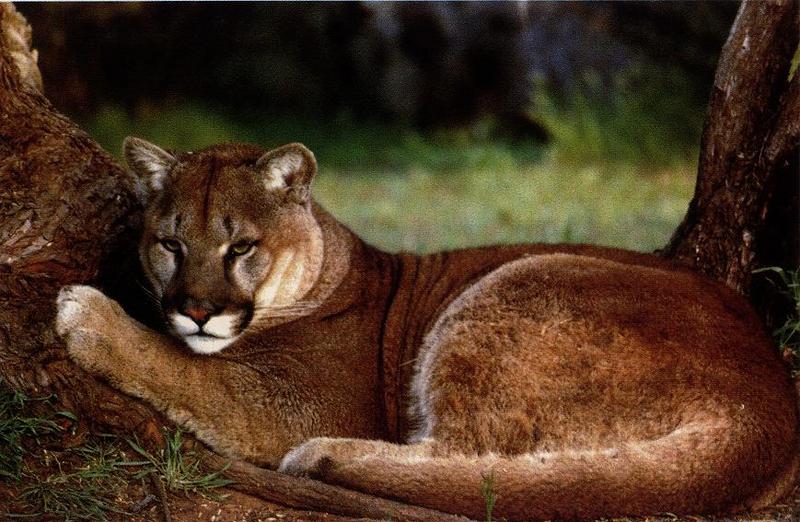 Cougar (Puma concolor){!--퓨마/쿠거--> resting under tree; DISPLAY FULL IMAGE.