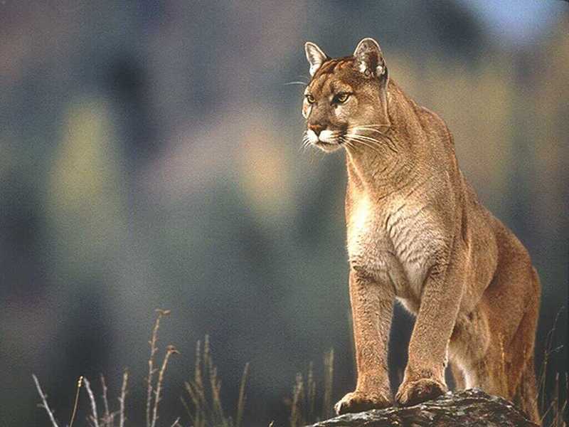 Cougar (Puma concolor){!--퓨마/쿠거-->; DISPLAY FULL IMAGE.