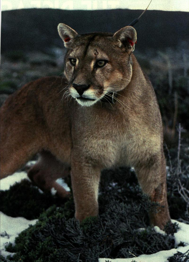 Cougar (Puma concolor){!--퓨마/쿠거--> portrait; DISPLAY FULL IMAGE.