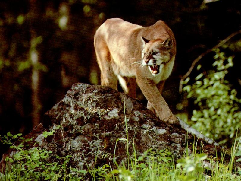 Cougar (Puma concolor){!--퓨마/쿠거--> snarling pace; DISPLAY FULL IMAGE.