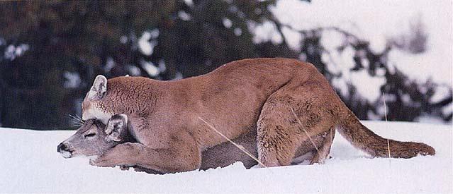 mountain lions hunting deer