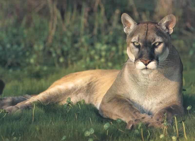 Florida Panther (Puma concolor coryi){!--플로리다퓨마/쿠거--> sitting on grass; DISPLAY FULL IMAGE.