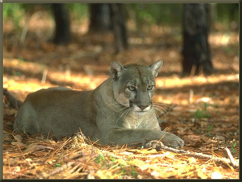 Florida Panther (Puma concolor coryi){!--플로리다퓨마/쿠거-->; DISPLAY FULL IMAGE.