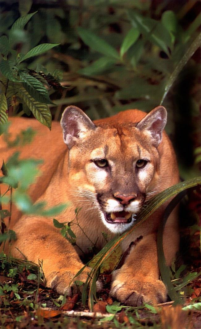 Florida Panther (Puma concolor coryi){!--플로리다퓨마/쿠거-->; Image ONLY