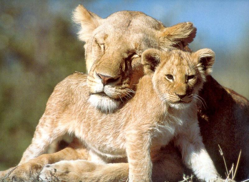African lion (Panthera leo) {!--아프리카사자 모자--> - mother and baby; DISPLAY FULL IMAGE.